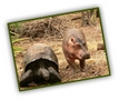 Owen a Mzee - roztodivn� kamar�di