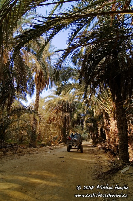 28 Egypt oazy Siwa povoz se siwskymi zenami v palmach.jpg